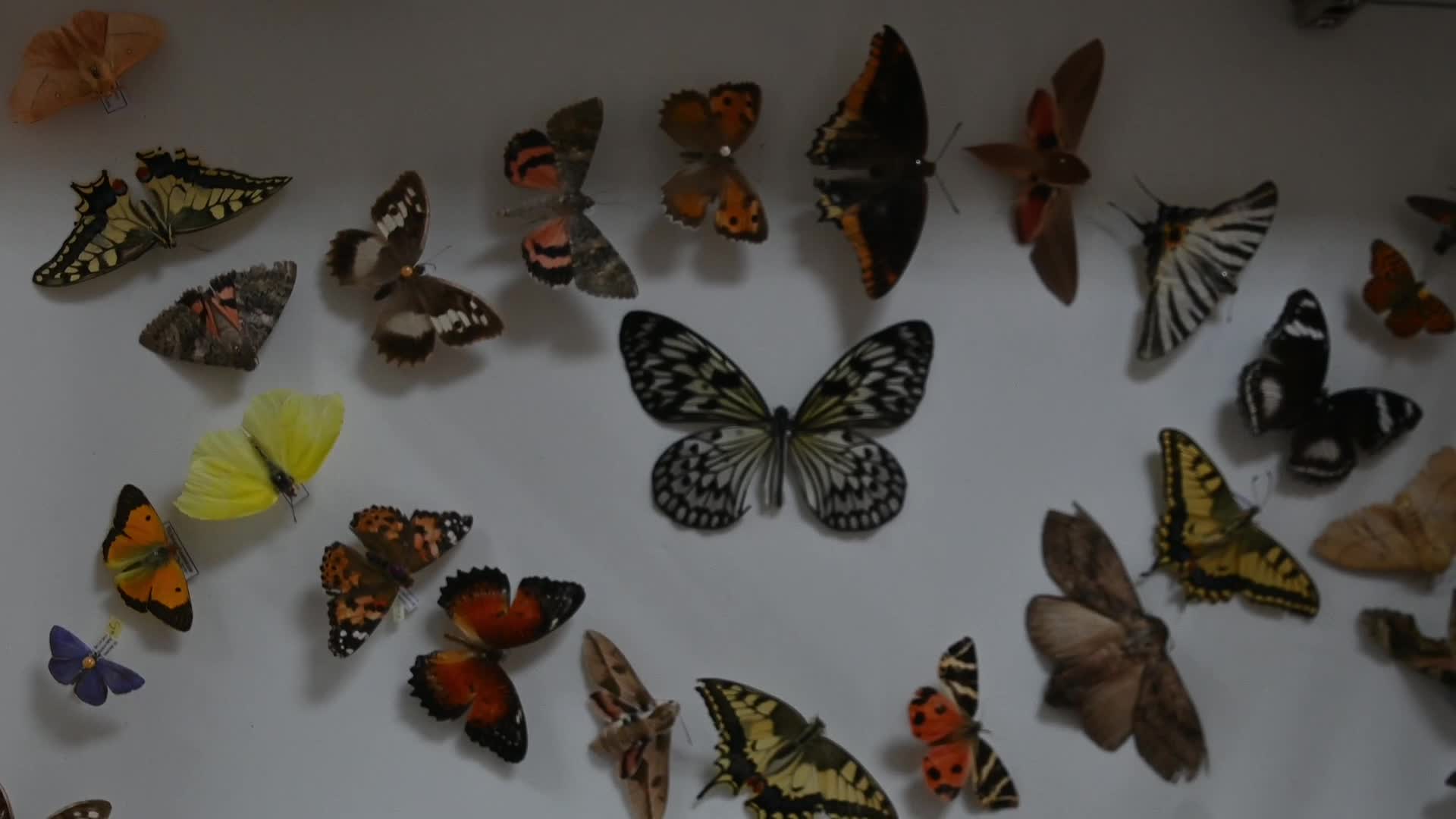 Yozgat’ta 4 bin türün sergilendiği "Böcek Müzesi" ilgi görüyor