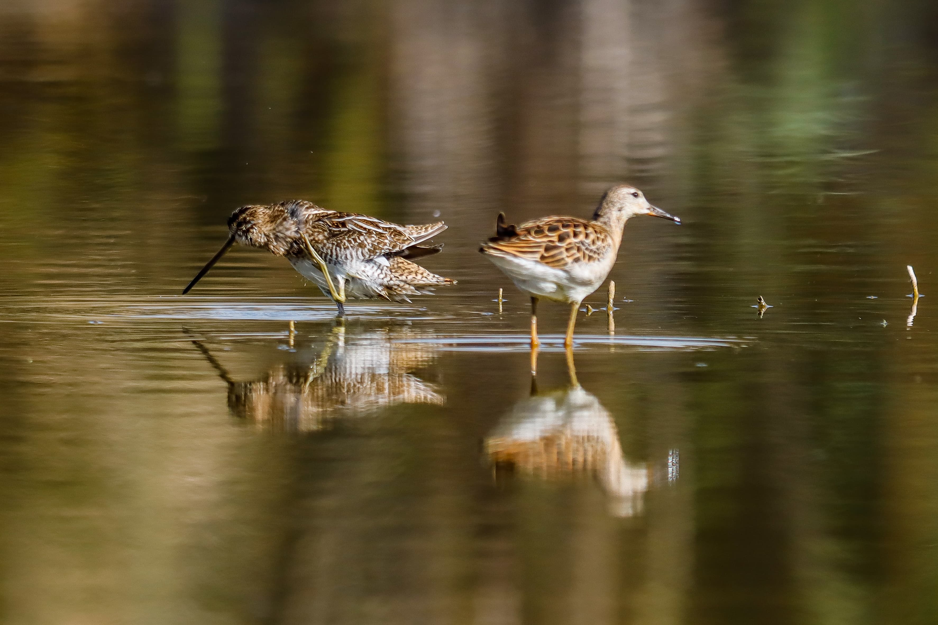 Flamingodan Kartala: Türkiye’de Avrupa Kuş Gözlem Günü’nde 10 bin kuş sayıldı