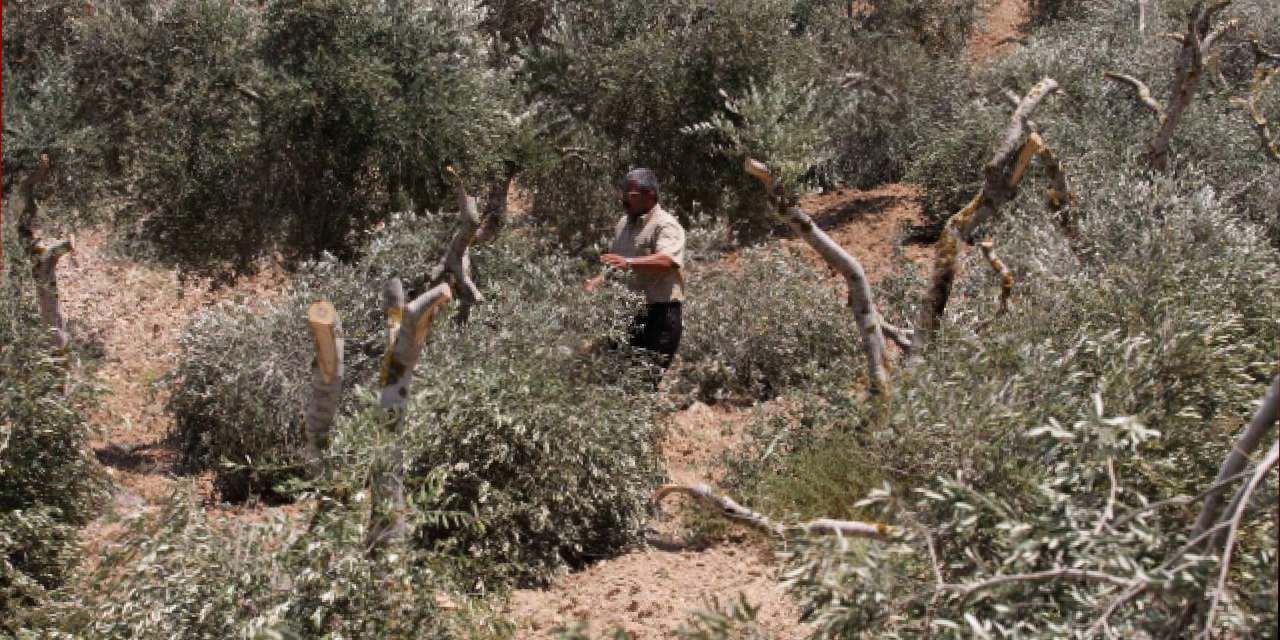 Filistinlilerin zeytin ağaçlarını kestiler!