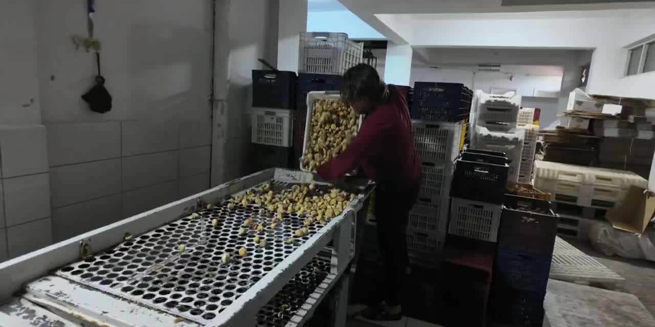 Aydın'da incir işçileri ve işletmeciler sıkıntılar yaşıyor