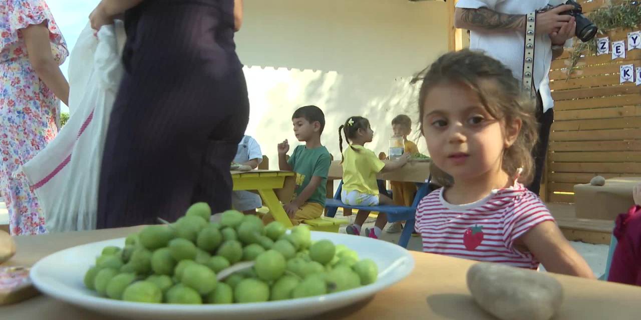 Miniklerin zeytin hasadı eğlencesi