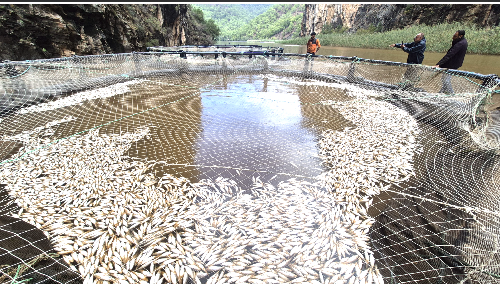 Muğla’da yüz binlerce yavru balık oksijensizlikten öldü