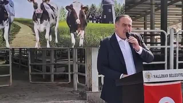 Nallıhan Belediyesi'nden çiftçilere destek: 44 gebe düve dağıtıldı