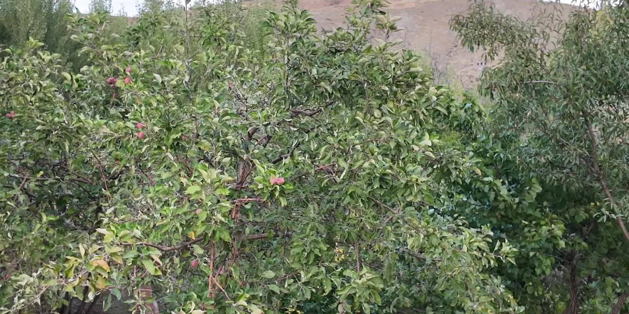 Yozgat'ta ağaçlar meyve vermeye başladı: Stres tepkisi mi?