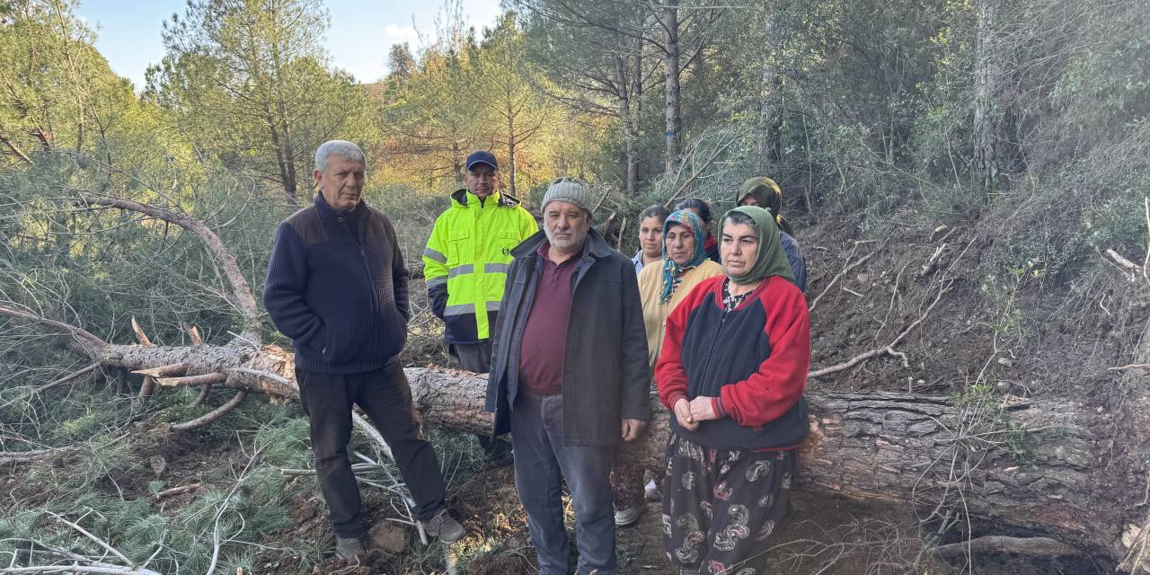 Danıştay, İzmir'deki Belevi-Tire Yolu Projesi'nde ağaç kesimini durdurdu