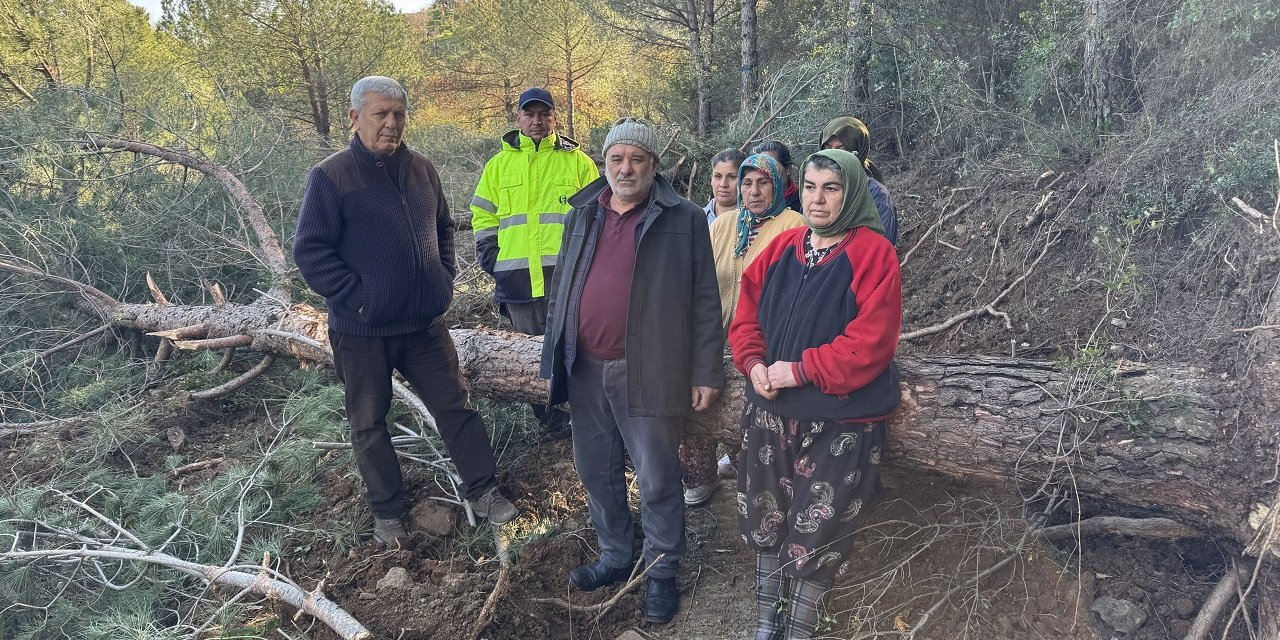 Onlarca ağaç katledilmişti: Belevi-Tire yolunun yapımıyla ilgili davada yürütme durduruldu