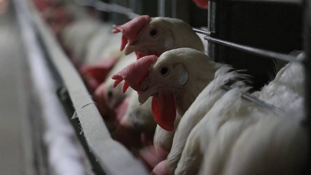 Tavuk üretimi arttı yumurta üretimi düştü!