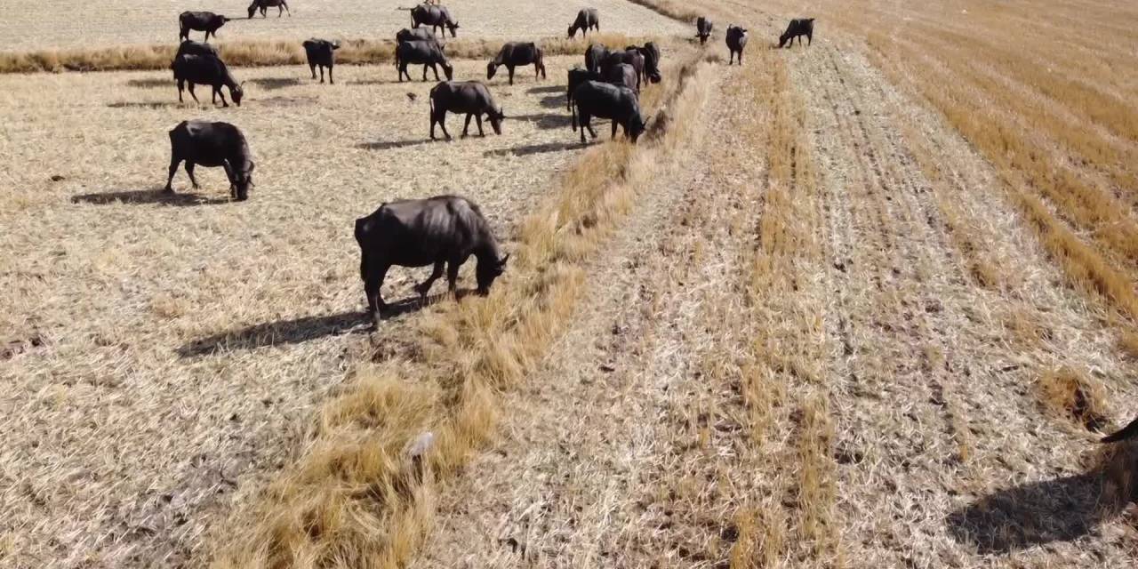 Yozgat'ta manda popülasyonunu artırmak için adımlar atılıyor