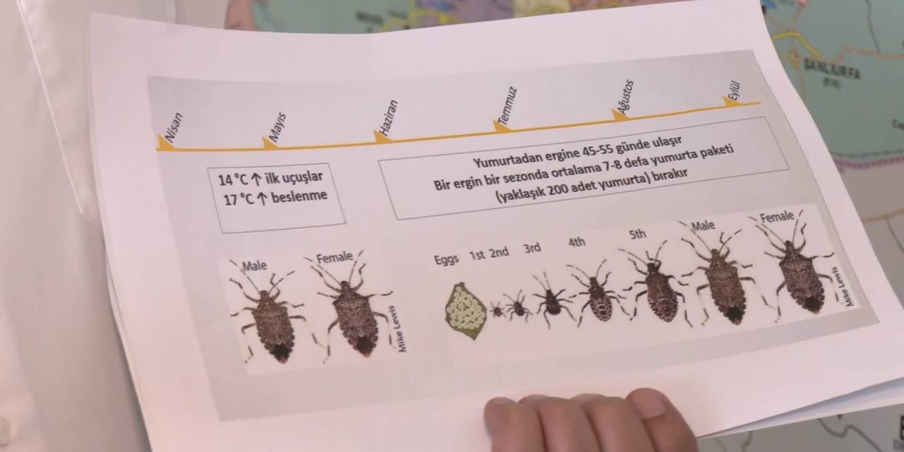 Kadir Ulusoy: Kahverengi kokarca Türkiye için büyük tehdit