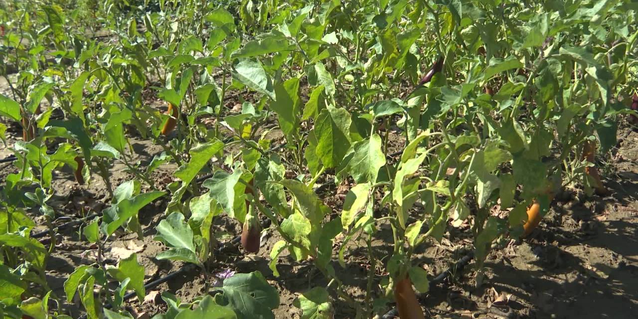 Toprak analizi ile çiftçilerin ve doğanın korunması