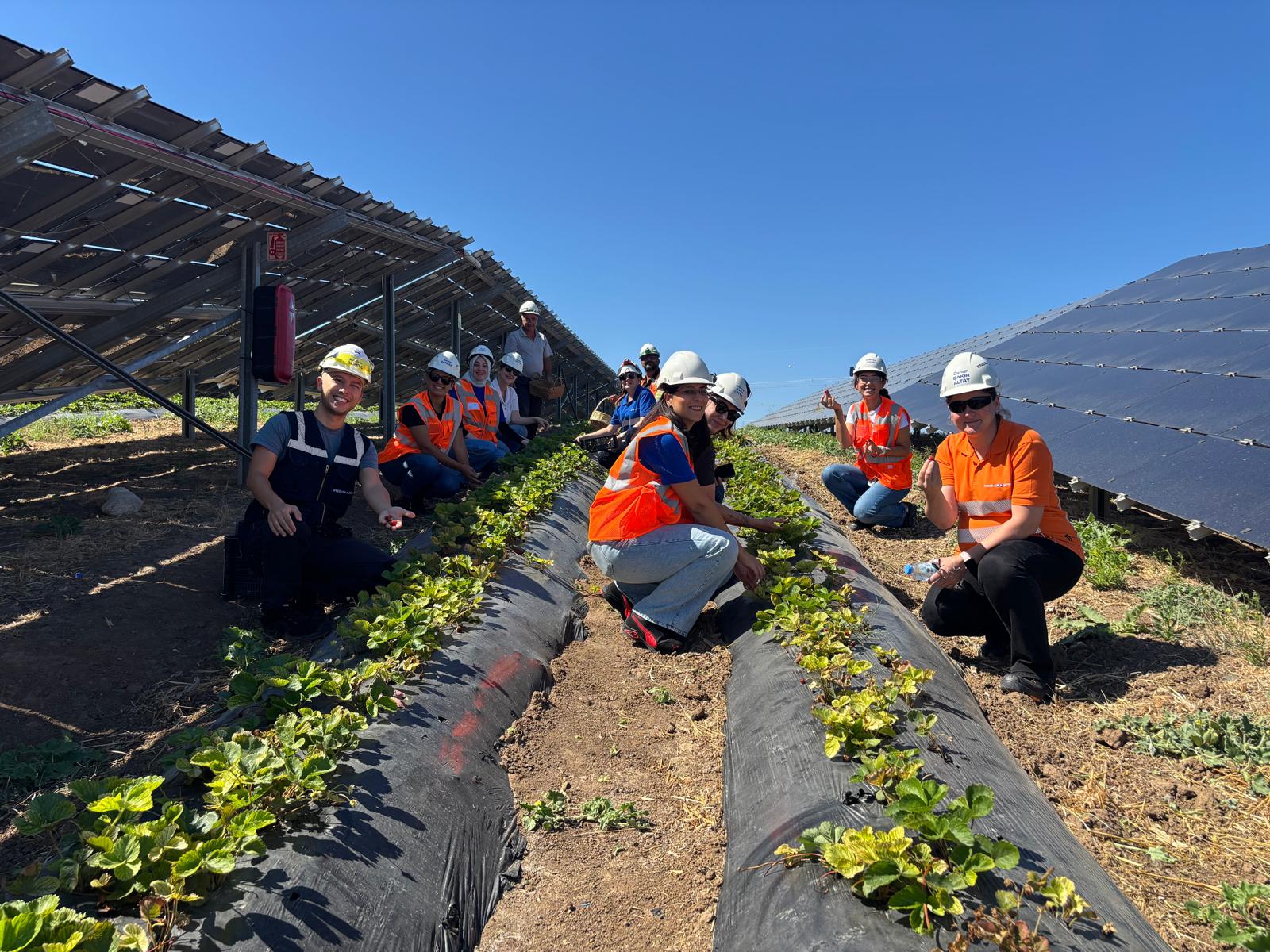 Enerjisa Üretim agrivoltaik tarım uygulamalarıyla 5 ton hasat yaptı