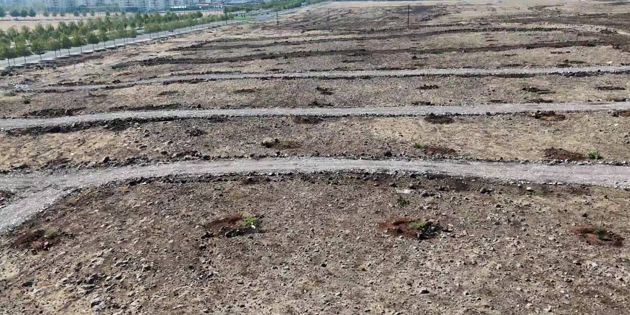 Diyarbakır'da ağaç katliamı: 120 ağaç kesildi