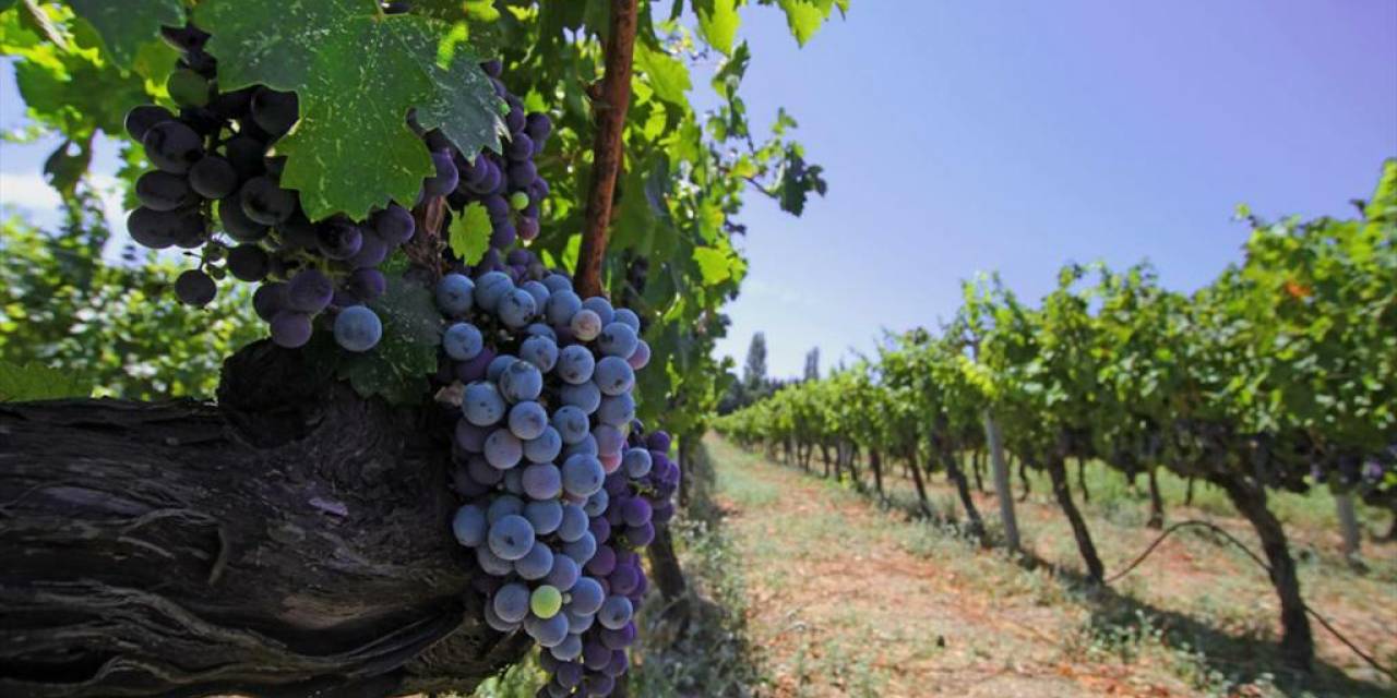 İzmir, Iter Vitis Rotaları Ağı'na katılarak bağcılık mirasını güçlendirdi
