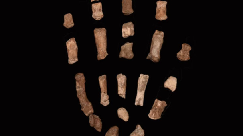 Kenya’da 1,5 milyon yıllık “Fındıkkıran Adam” eli bulundu