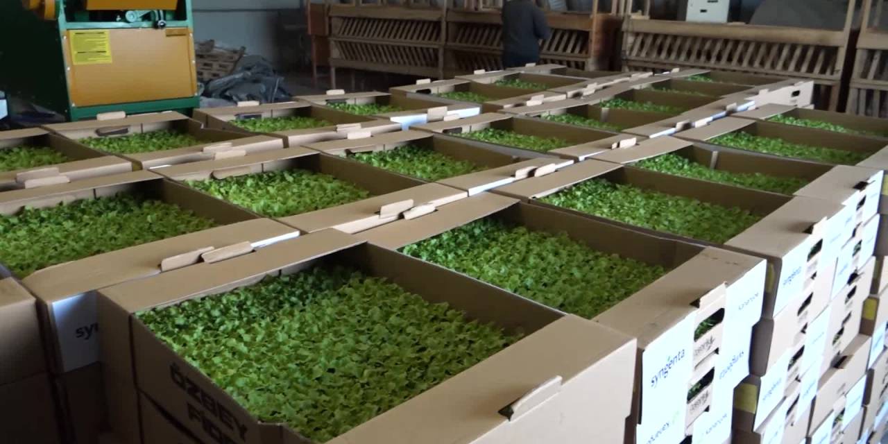 Balıkesir'de kadın çiftçilere marul fidesi ve sıvı gübre desteği