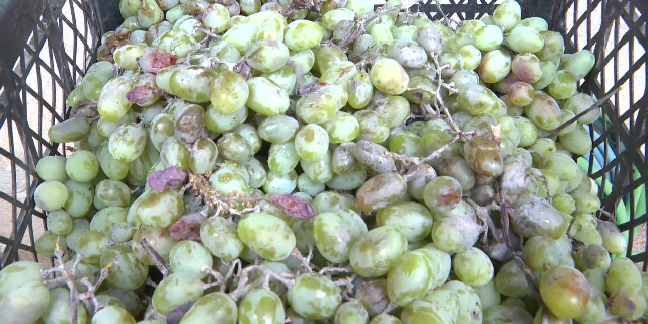 Antalya'da üreticilere ekipman desteği geldi