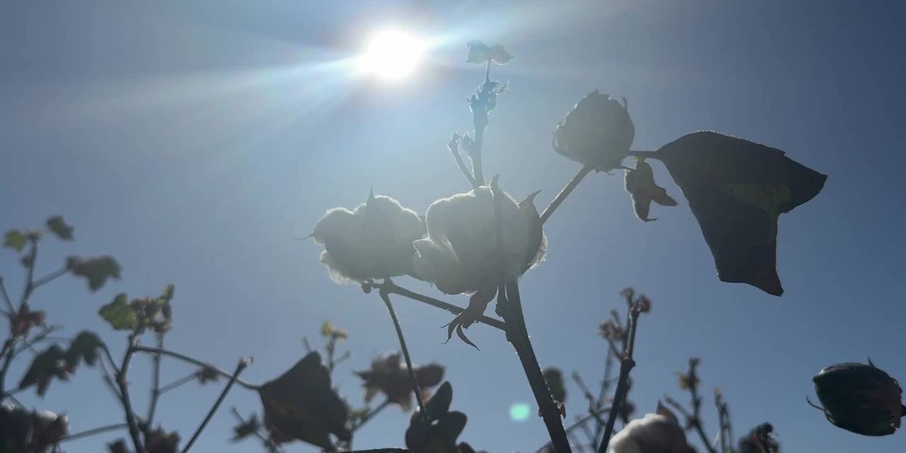 Diyarbakır'da pamuk sektörü tehlikede