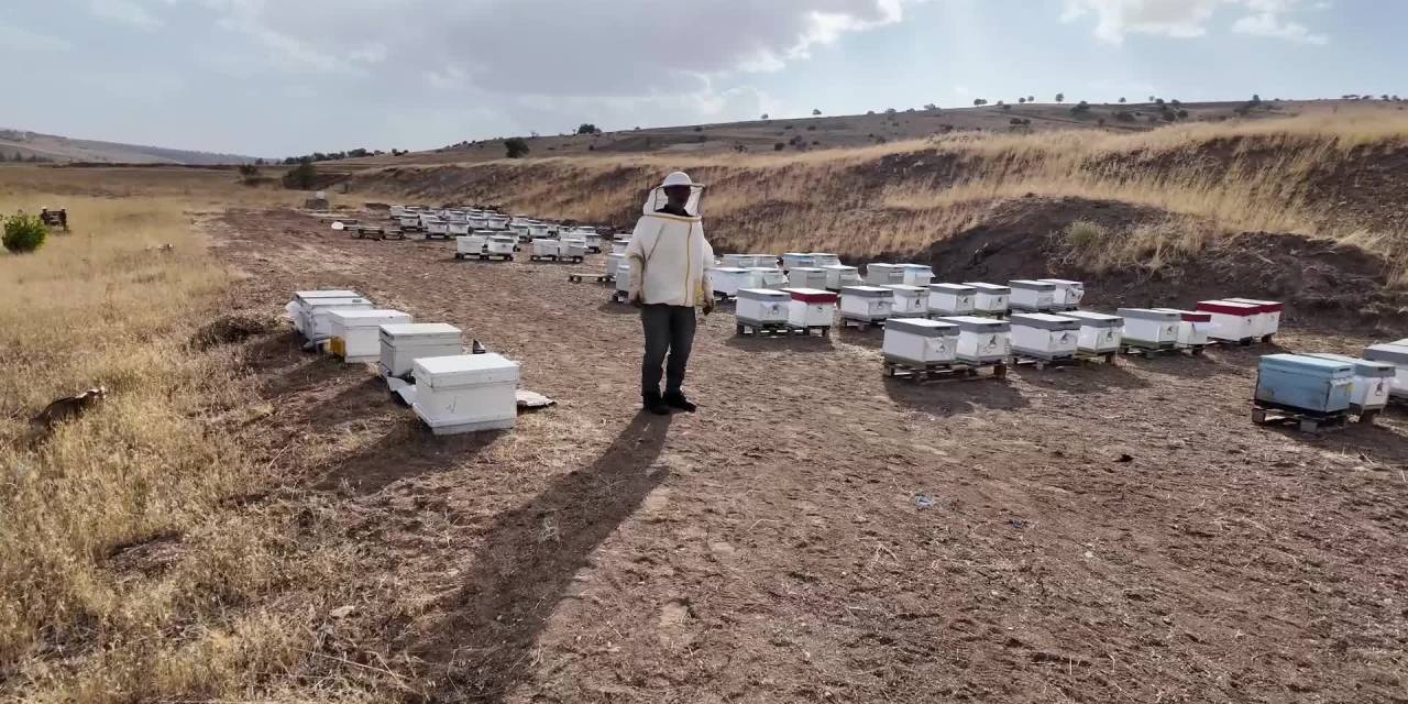 Yozgat'ta arıcılık sezonu açıldı: Çayıralan'daki üreticiler yüz güldürdü, diğer bölgelerde verim düştü