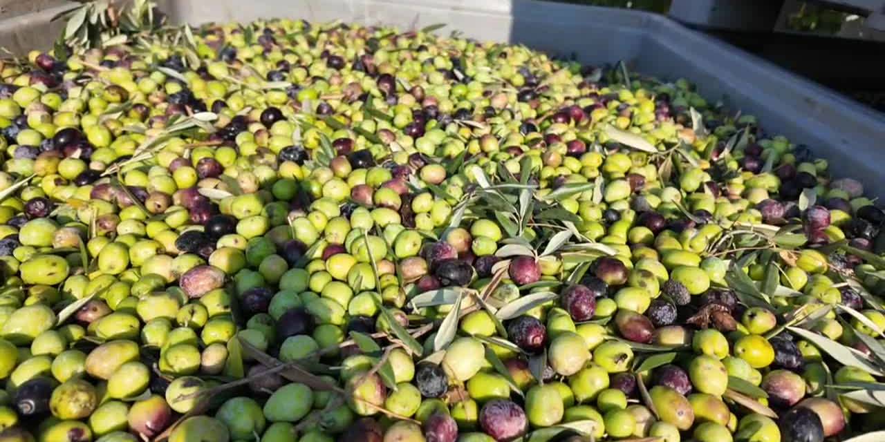 Manisa’da zeytin hasadı başladı; rekolte kuraklıkla yüzde 30 düştü