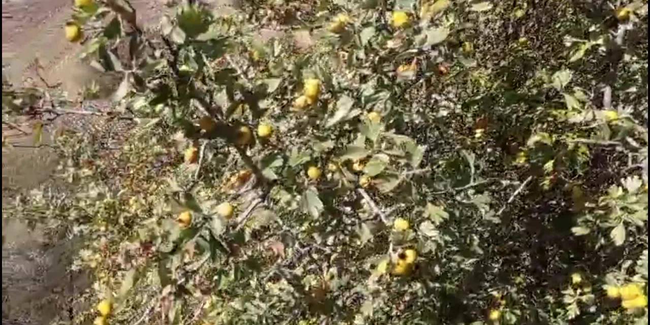 Hekimhan'da alıç sirkesi üretimi sağlık ve ekonomik avantajlar sunuyor