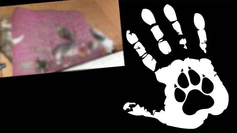 Ankara'da başı kesilmiş 6  yavru kedi bulundu