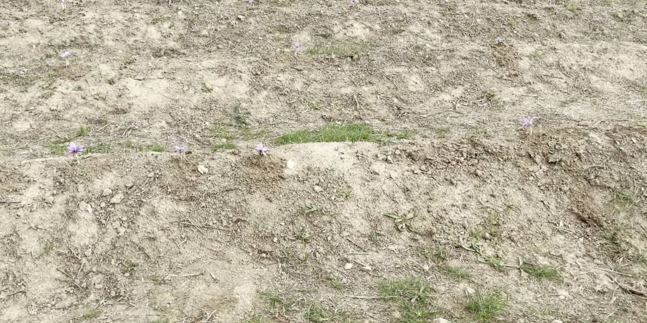 Safran Festivali’nde Saçak Yarışması ve Etkinliklerle İkinci Gün Coşkusu