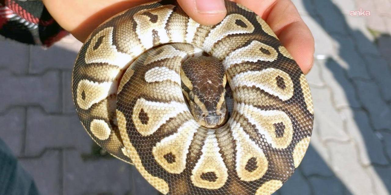 Konyalı vatandaşa yavru piton bulundurmaktan ceza
