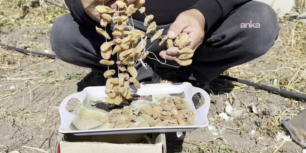 Yüksekova'da safran ve salep ile işsizlikle mücadele