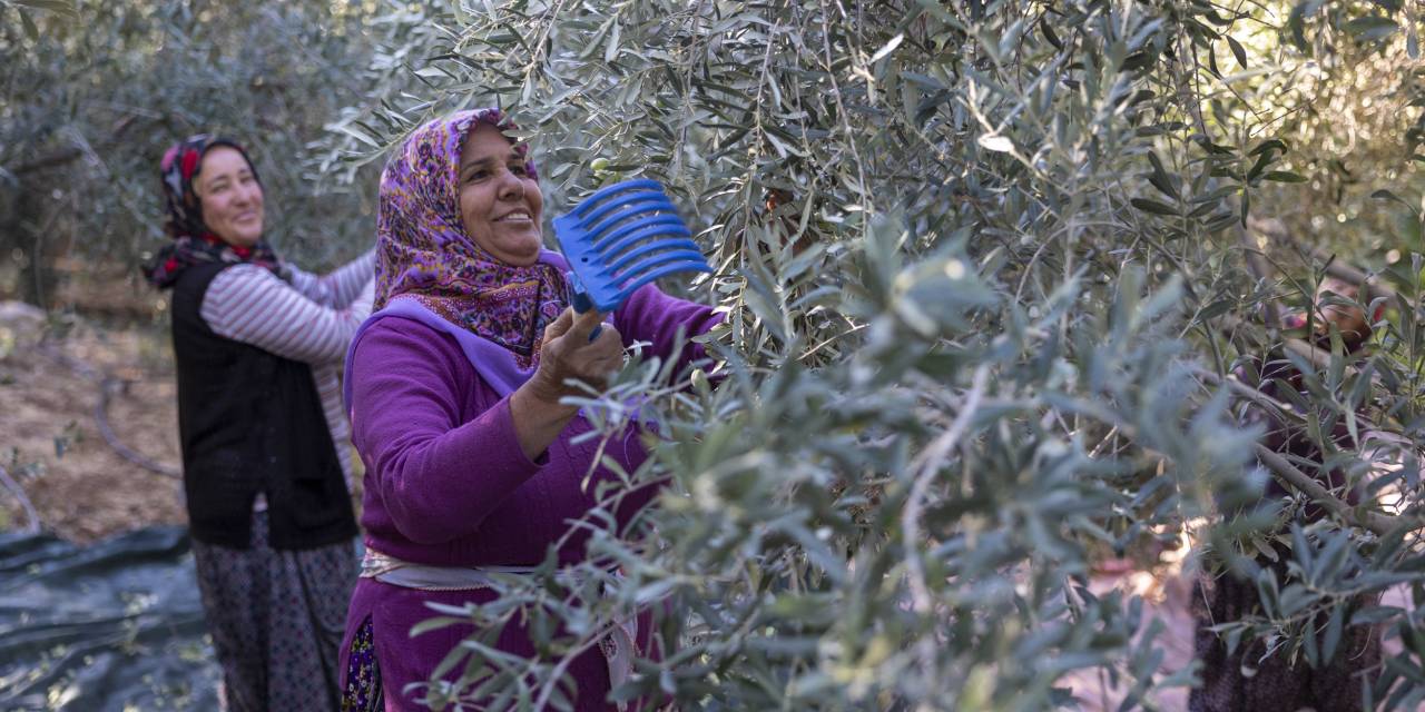 Mersin'de zeytin fidanları hasat zamanı