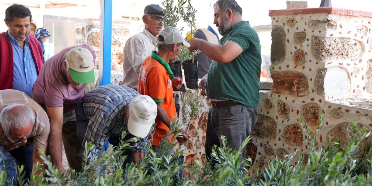 Alanya'da yangında zarar görenlere zeytin fidanı dağıtımı başladı