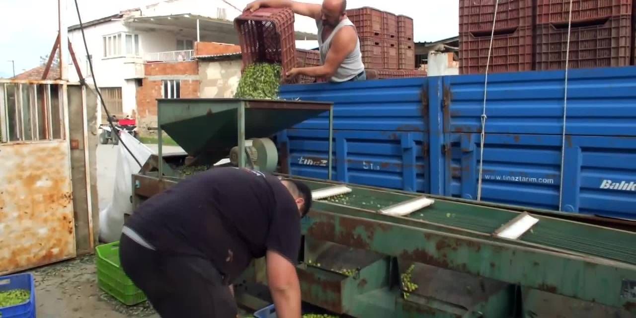 Burhaniye'de zeytin hasadı hareketliliği yaşanıyor