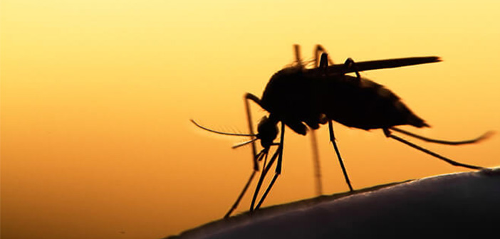 Ülke tarihinde ilk: İzlanda'da üç sivrisinek görüldü!