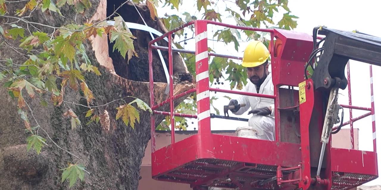 Bursa'da 346 yaşındaki çınar ağacına bakım yapılıyor
