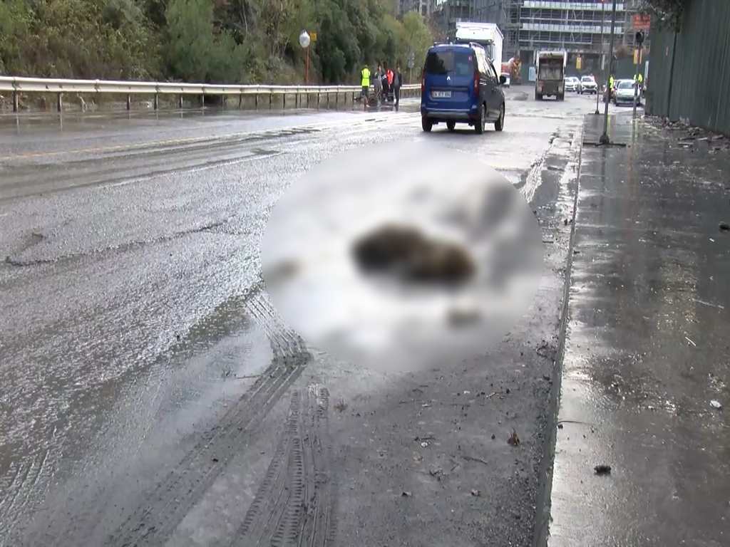 İstanbul'da sağanak yağmur: Göle dönen yolda domuz boğuldu