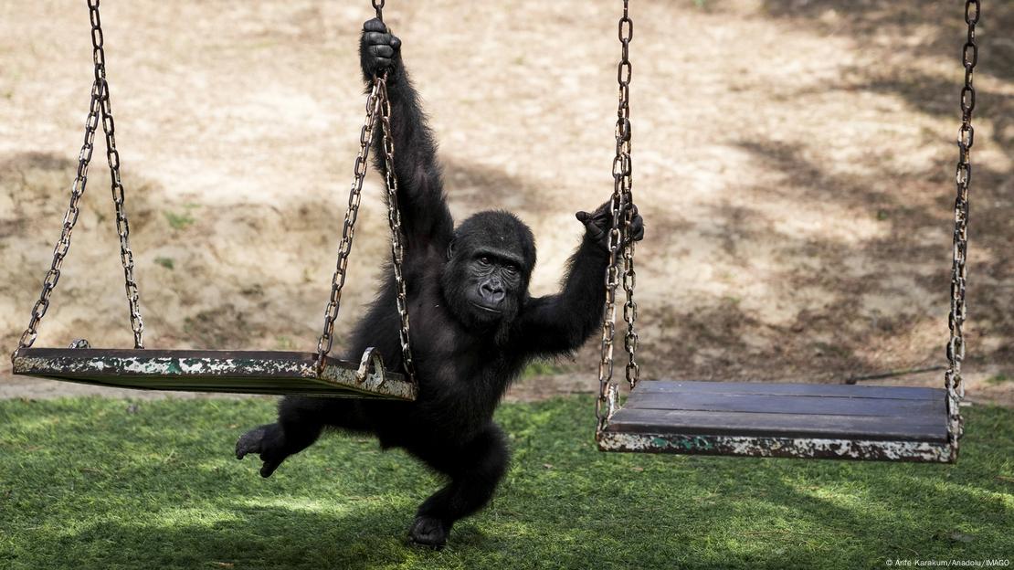 Nijerya’dan “Zeytin” tepkisi: “Türk hükümetinin yaptığı şeyde mantık yok”