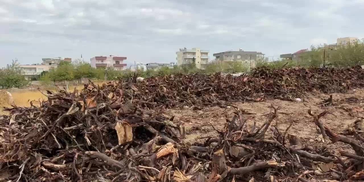 Adıyaman'da Badem yetiştiricileri ağaçlarını sökme kararı aldı