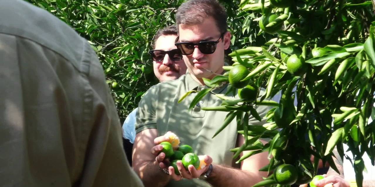 Bodrum'dan 55 ton yeşil mandalina alındı