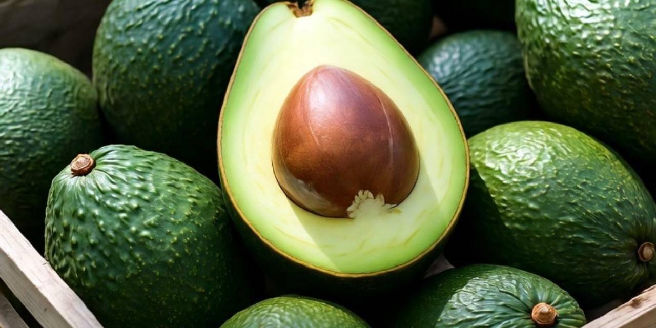 Alanyalı avokado üreticileri, satış yönteminde kararını verdi