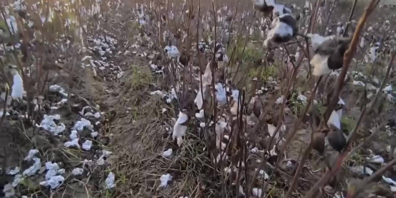 Evrim Karakoz, Aydın'daki pamuk üreticilerini dolu felaketi sonrası ziyaret etti