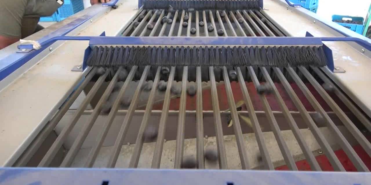 Manisa'da zeytin üretimi krizi: Rekolte dörtte bire düştü