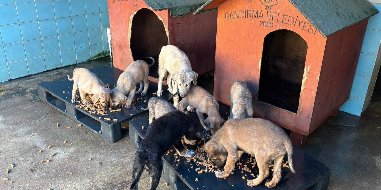 Bandırma Belediyesi'nden sokak hayvanlarına özel mama üretimi
