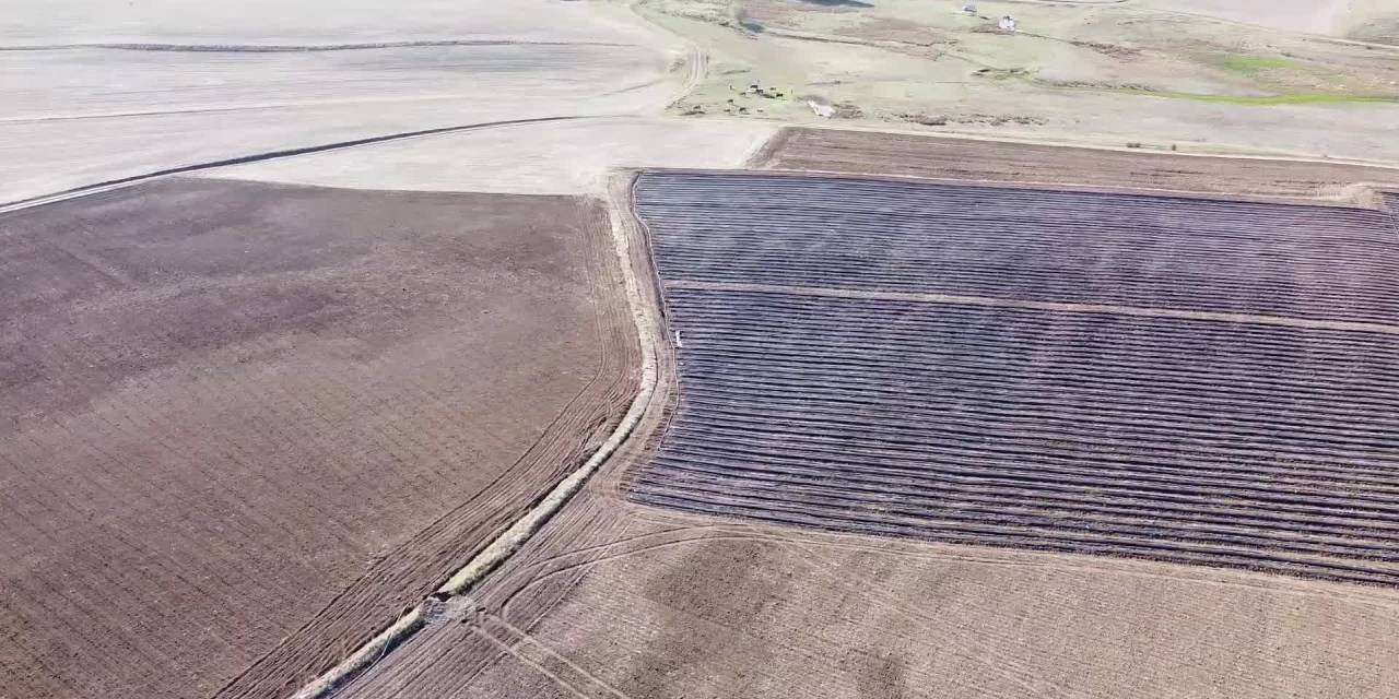 Yozgat'ta 400 dönümlük çilek bahçesi açıldı