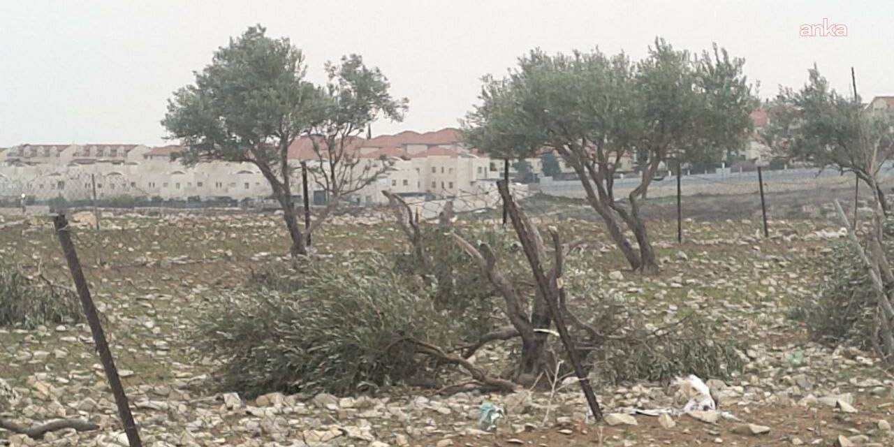 İsrail, Batı Şeria'da zeytin ağaçlarını yok etmeye hazırlanıyor