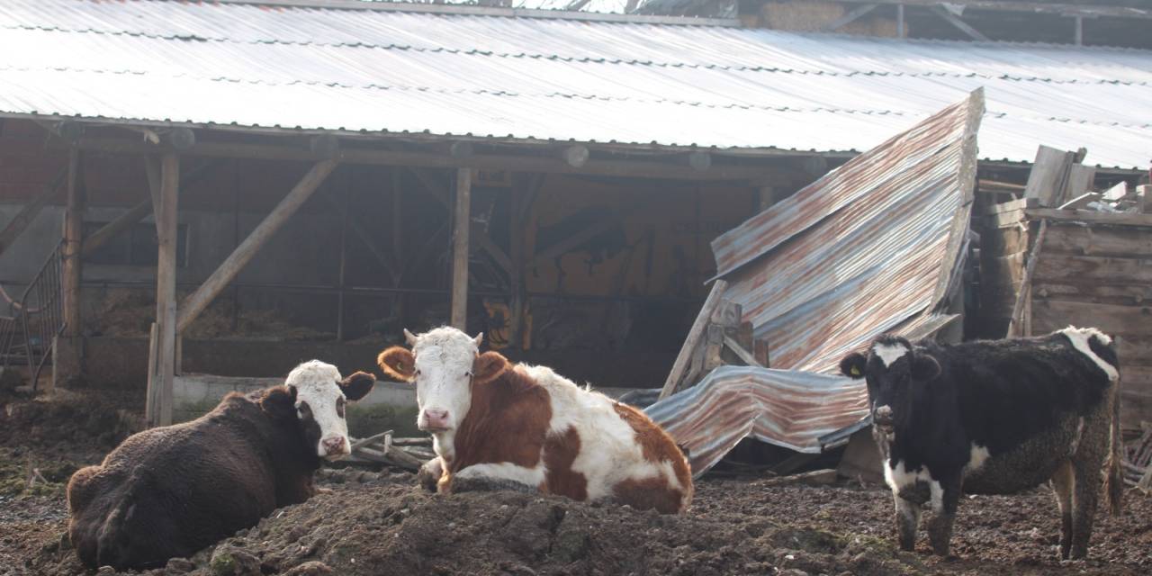 Mudurnu'da şap hastalığı nedeniyle karantina önlemleri alındı