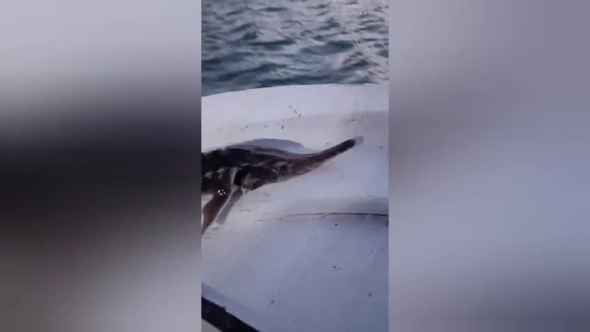 Duyarlı balıkçı mersin balığını koruma altına aldı