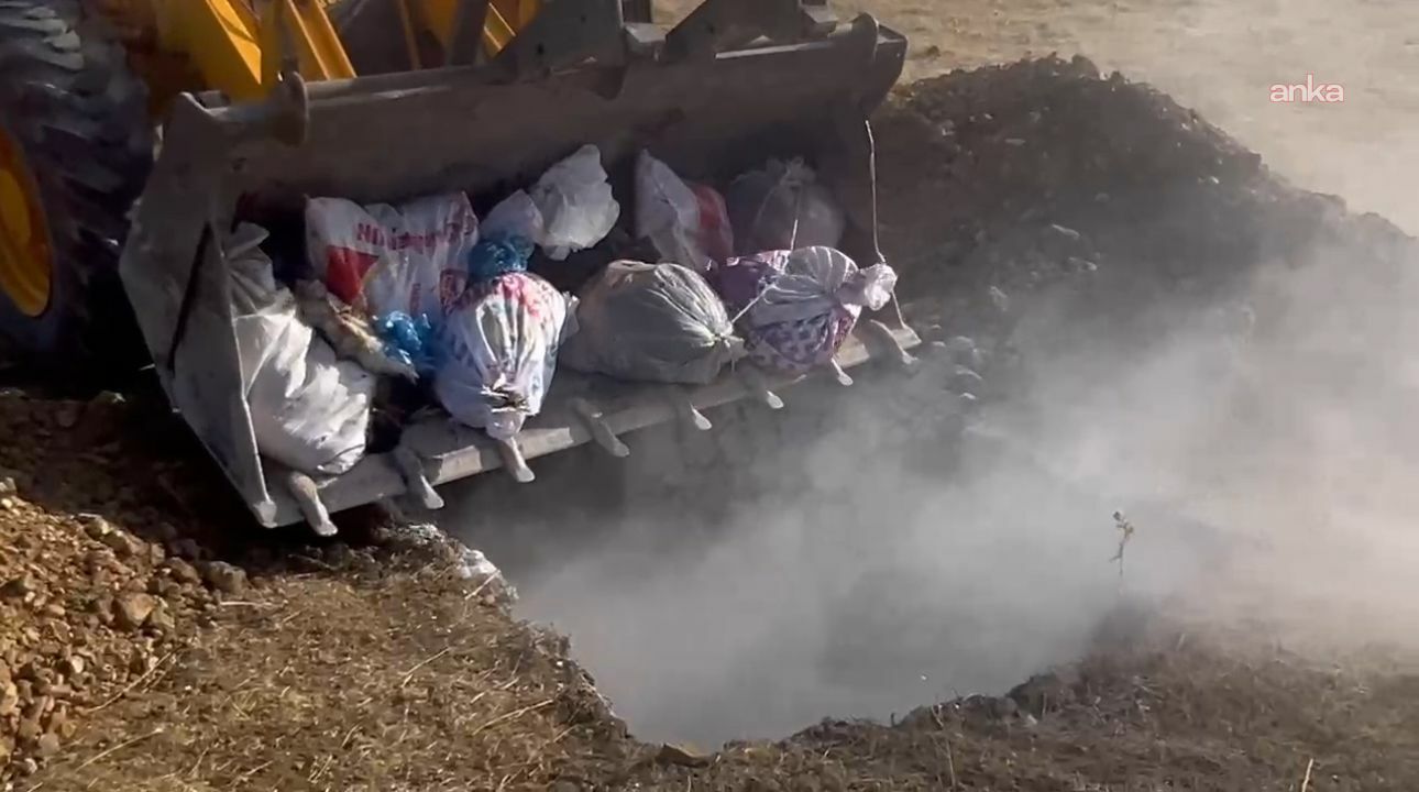 Hakkâri’de kuş gribi şüphesiyle toplanan hayvanlar canlı canlı gömüldü!