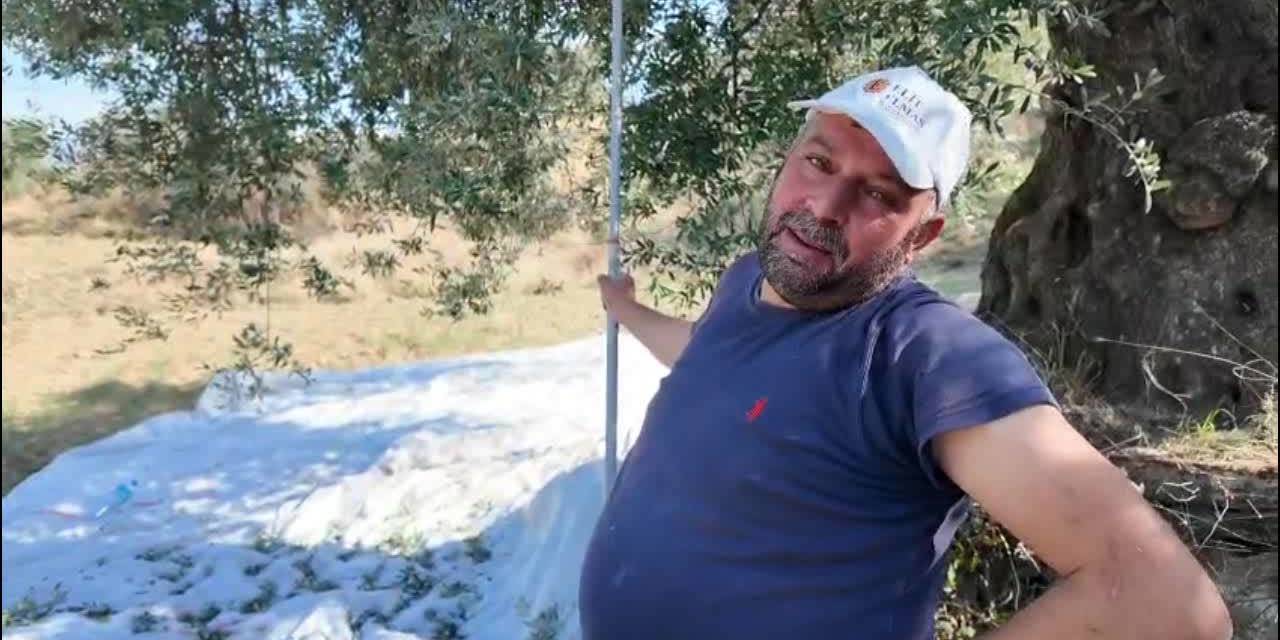Karacasulu zeytin üreticisi: "Günde 50 kilo zeytin topluyorum, 15 liradan ne eder? Tamamen zarar"