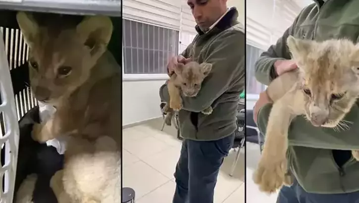 Tuzla'da bir veterinerde yakalanandı: Ana vatanından koparılan yavru aslan koruma altına alındı