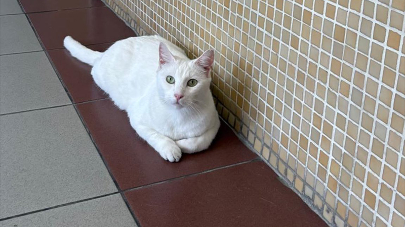 Başsavcılık sahiplendirme için süre bile tanımadı: Bakırköy Adliyesi’ndeki kediler toplatılacak