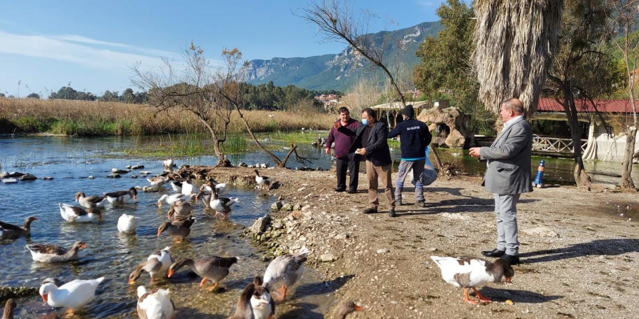 Muğla'da kuş gribi uyarısı: Vatandaşlar uyarıldı!